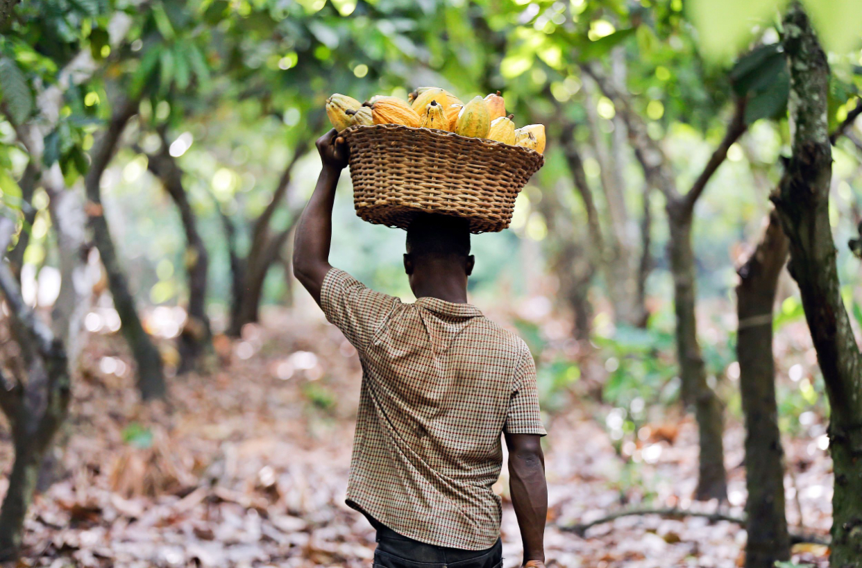 Cocoa Farmers Revolt Over Prices, Coalition Threatens Mass Smuggling