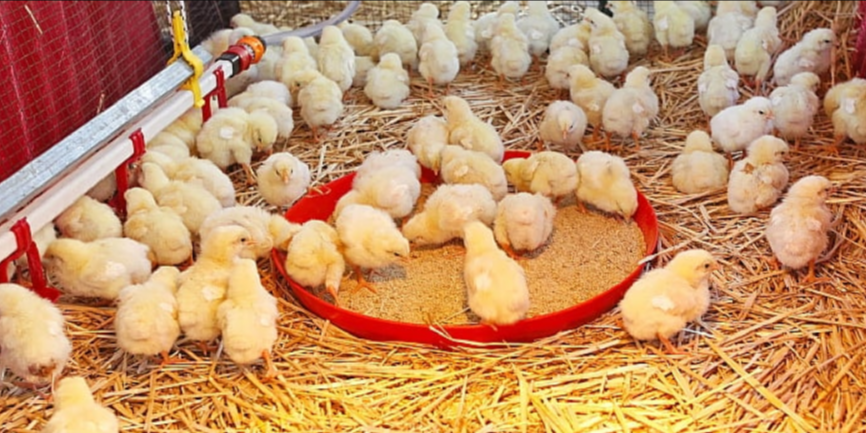 Gov’t Set to Launch GHC200 Million ‘Nkoko Nkitinkiti’ Poultry Initiative to Reduce Imports